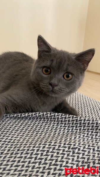 British Shorthair, Kedi  Oscar fotoğrafı