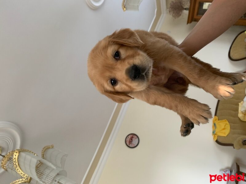 Golden Retriever, Köpek  Minnoş fotoğrafı