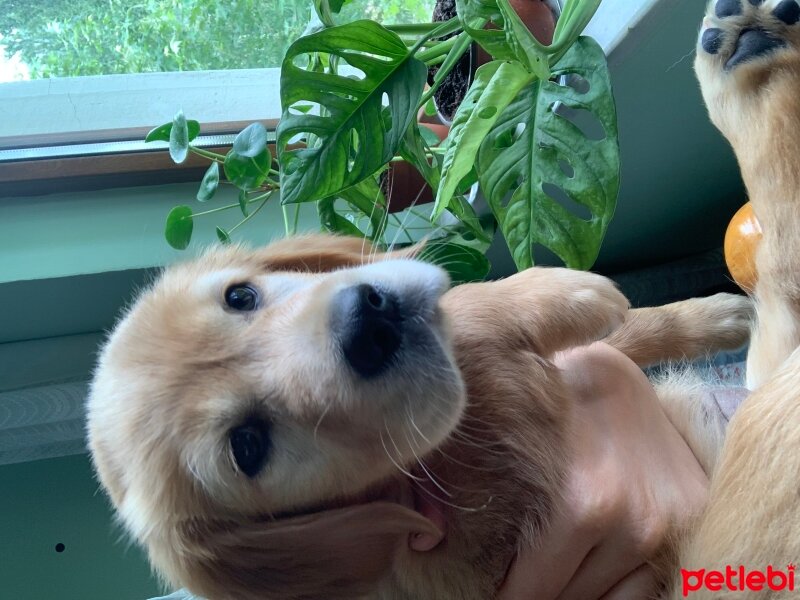 Golden Retriever, Köpek  Minnoş fotoğrafı