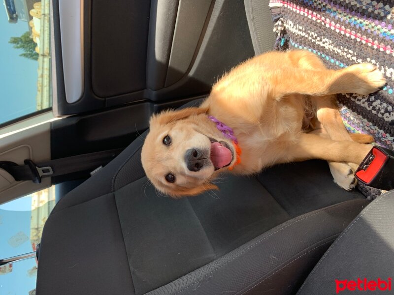 Golden Retriever, Köpek  Minnoş fotoğrafı