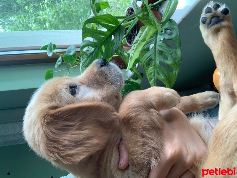 Golden Retriever, Köpek  Minnoş fotoğrafı