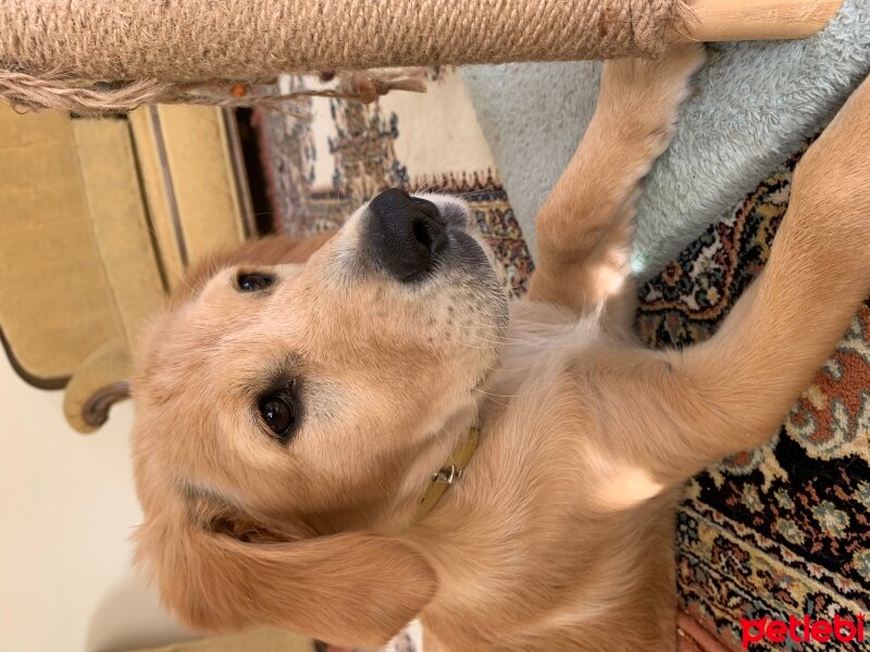 Golden Retriever, Köpek  Minnoş fotoğrafı