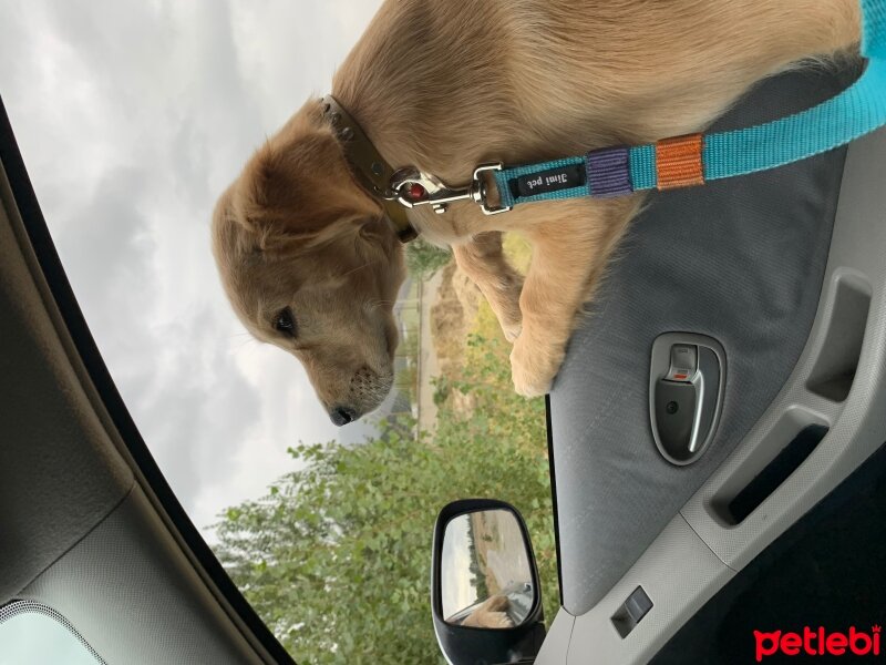 Golden Retriever, Köpek  Minnoş fotoğrafı