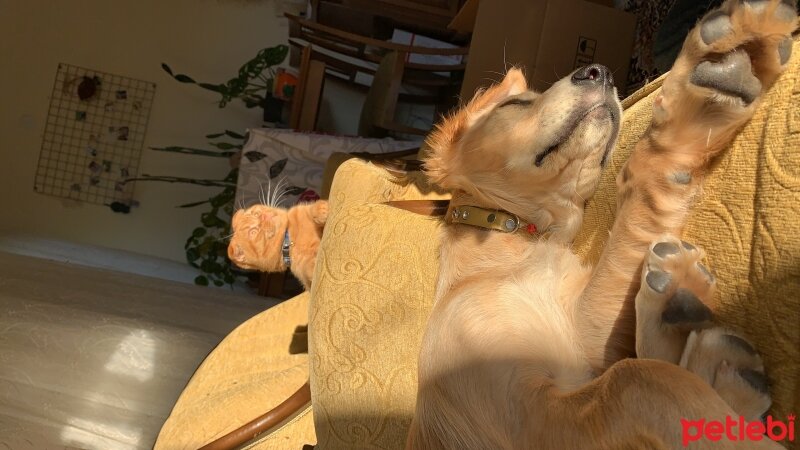 Golden Retriever, Köpek  Minnoş fotoğrafı