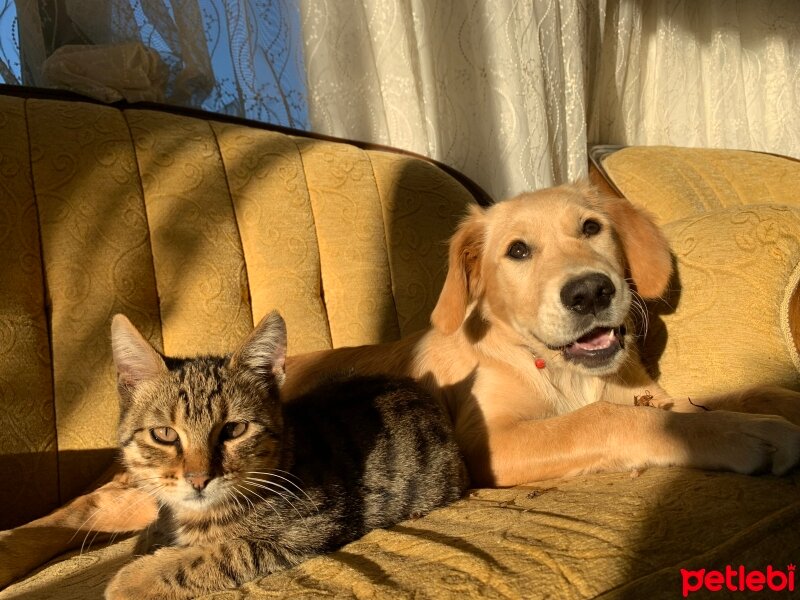 Golden Retriever, Köpek  Minnoş fotoğrafı