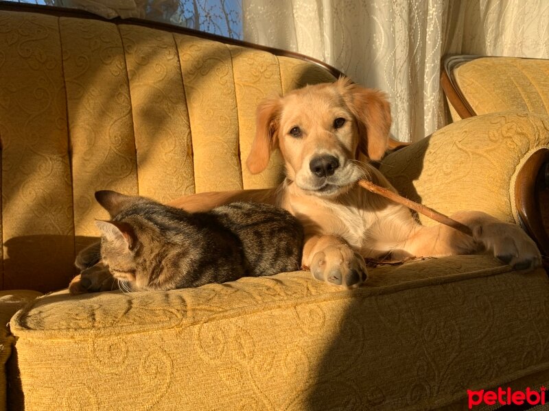 Golden Retriever, Köpek  Minnoş fotoğrafı