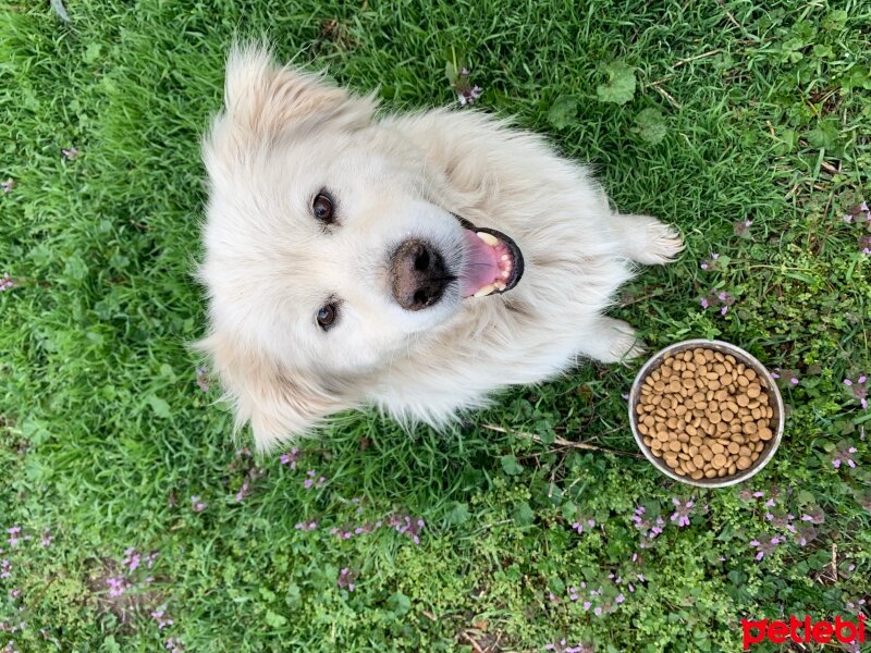 Golden Retriever, Köpek  Minnoş fotoğrafı