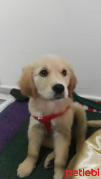 Golden Retriever, Köpek  Lucy fotoğrafı
