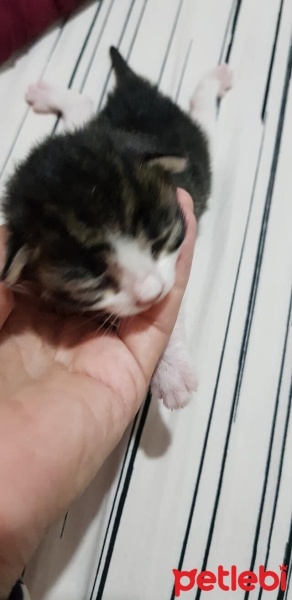 Tekir Kedi, Kedi  mia fotoğrafı