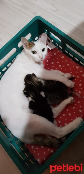 Tekir Kedi, Kedi  mia fotoğrafı
