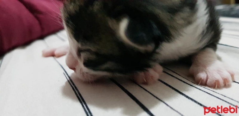 Tekir Kedi, Kedi  mia fotoğrafı