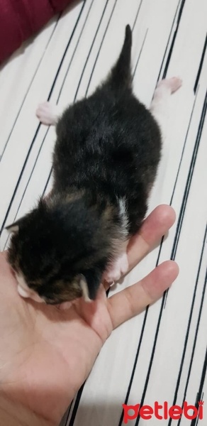 Tekir Kedi, Kedi  mia fotoğrafı