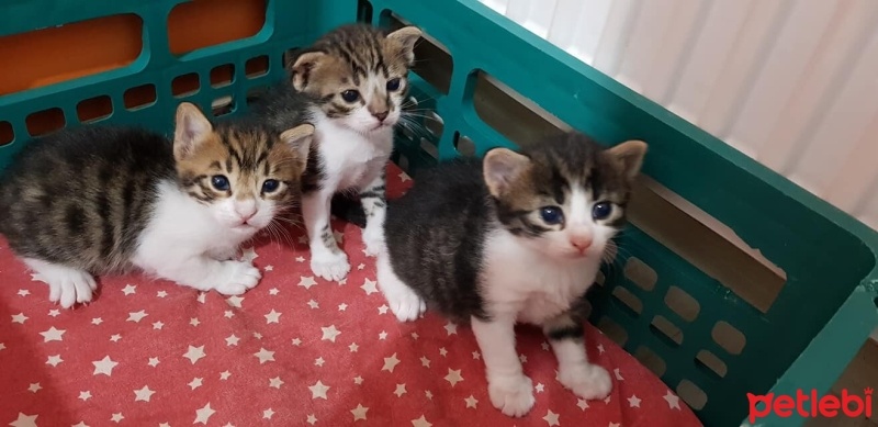 Tekir Kedi, Kedi  mia fotoğrafı