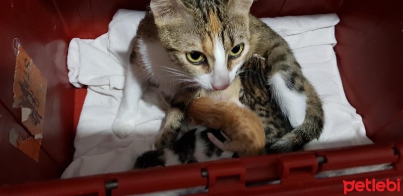 Tekir Kedi, Kedi  mia fotoğrafı