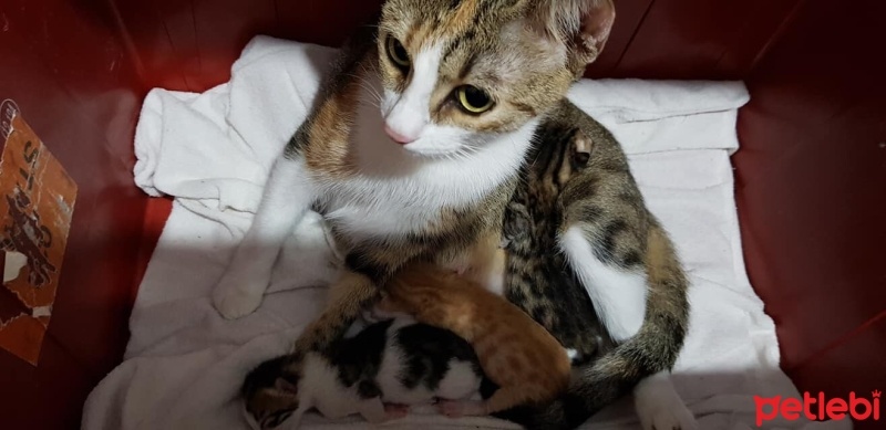 Tekir Kedi, Kedi  mia fotoğrafı