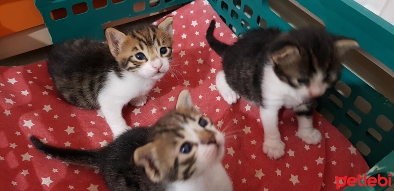 Tekir Kedi, Kedi  mia fotoğrafı