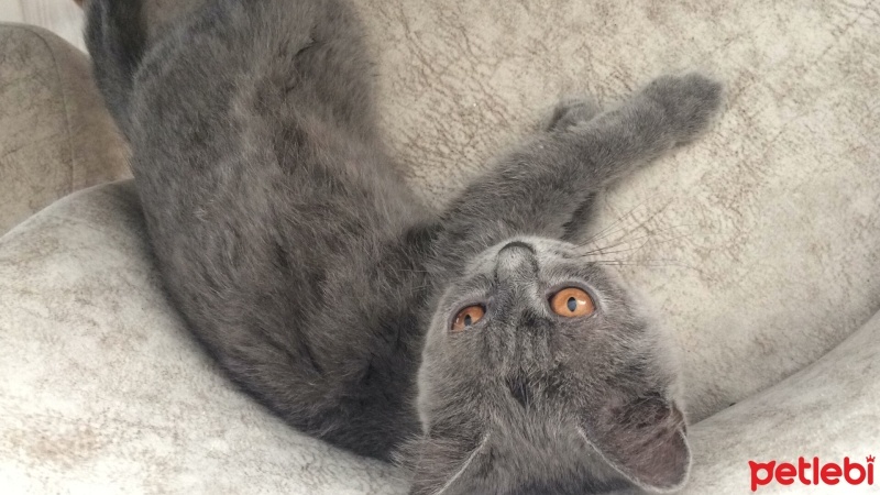 British Shorthair, Kedi  Bihter fotoğrafı