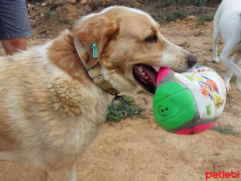 Sokö (Sokak Köpeği), Köpek  dost fotoğrafı