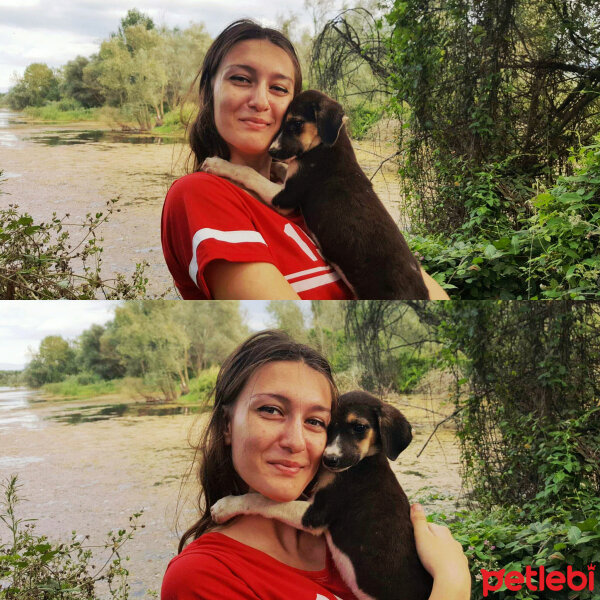 Sokö (Sokak Köpeği), Köpek  dost fotoğrafı