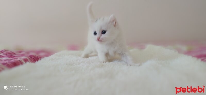 British Shorthair, Kedi  Kar beyazlar fotoğrafı