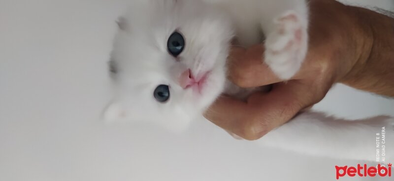 British Shorthair, Kedi  Kar beyazlar fotoğrafı