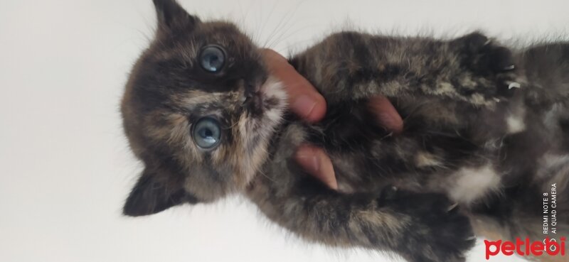 British Shorthair, Kedi  Kar beyazlar fotoğrafı