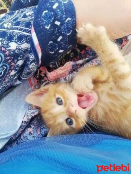 Tekir Kedi, Kedi  Cesur fotoğrafı