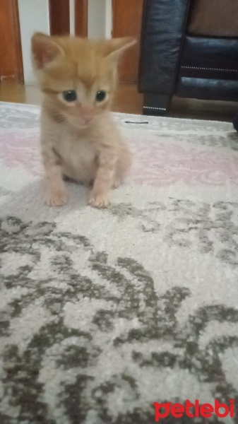 Tekir Kedi, Kedi  Cesur fotoğrafı