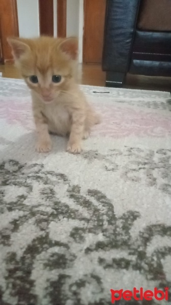 Tekir Kedi, Kedi  Cesur fotoğrafı