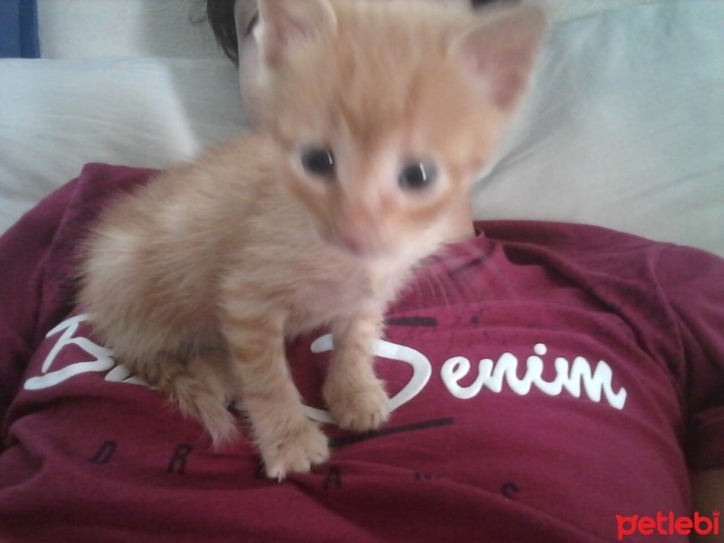 Tekir Kedi, Kedi  Cesur fotoğrafı