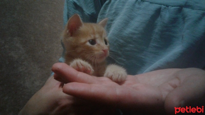 Tekir Kedi, Kedi  Cesur fotoğrafı