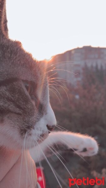 Tekir Kedi, Kedi  Sofia fotoğrafı