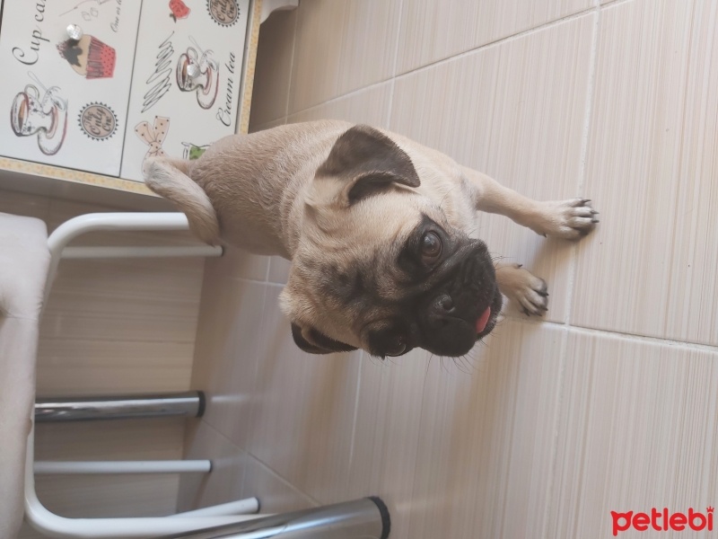 Pug, Köpek  Pablo fotoğrafı