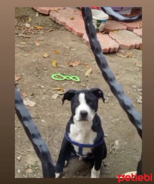 Amerikan Pitbull Terrier, Köpek  Tyson fotoğrafı