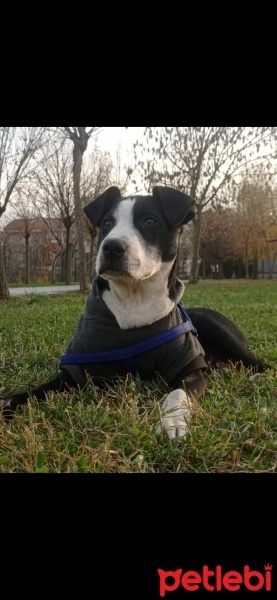 Amerikan Pitbull Terrier, Köpek  Tyson fotoğrafı