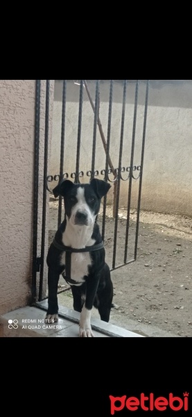 Amerikan Pitbull Terrier, Köpek  Tyson fotoğrafı