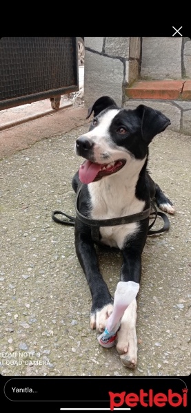 Amerikan Pitbull Terrier, Köpek  Tyson fotoğrafı