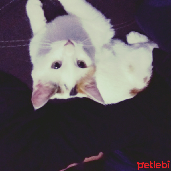 Tekir Kedi, Kedi  Kedi fotoğrafı