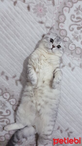 British Shorthair, Kedi  Minik fotoğrafı