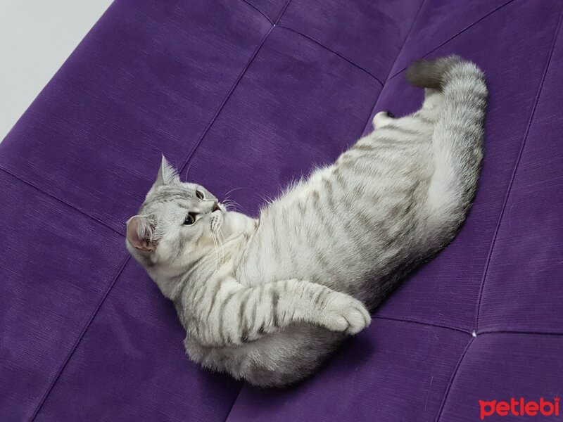 British Shorthair, Kedi  Minik fotoğrafı