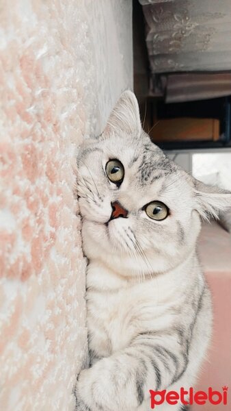 British Shorthair, Kedi  Minik fotoğrafı