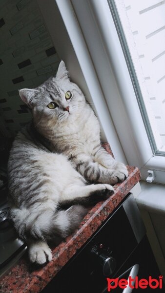 British Shorthair, Kedi  Minik fotoğrafı