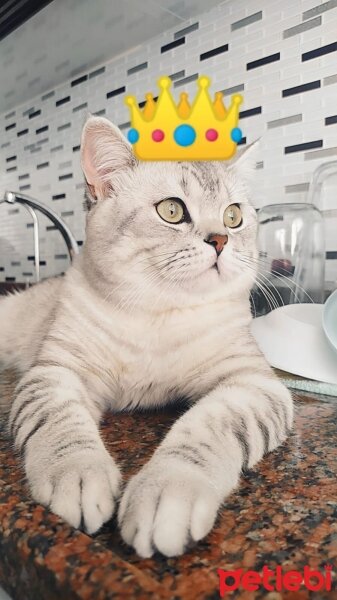 British Shorthair, Kedi  Minik fotoğrafı