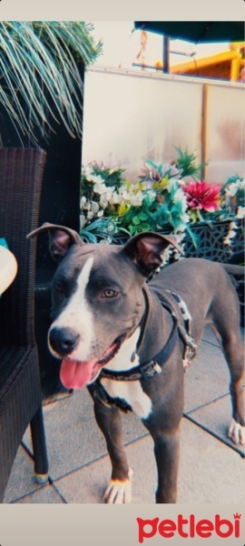 Amerikan Pitbull Terrier, Köpek  Ares fotoğrafı