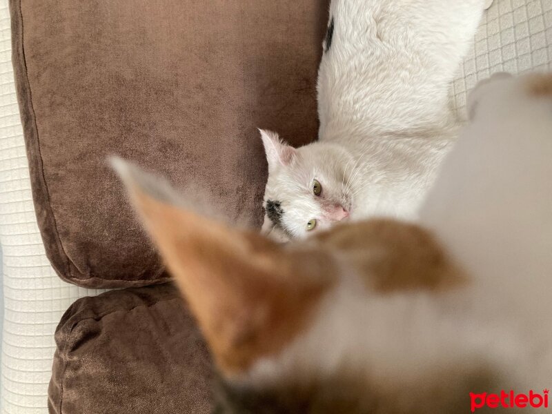 Tekir Kedi, Kedi  Geralt fotoğrafı