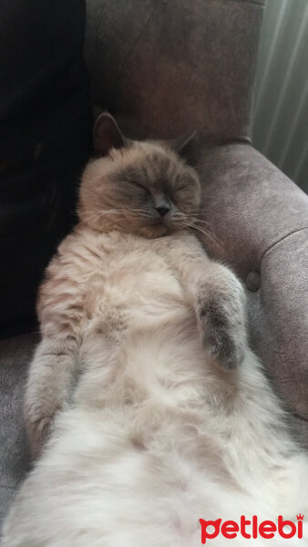 Scottish Fold, Kedi  Oscar fotoğrafı