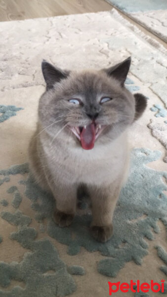 Scottish Fold, Kedi  Oscar fotoğrafı