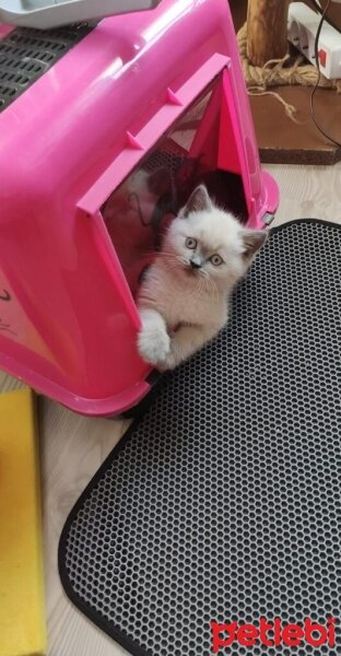 Scottish Fold, Kedi  Oscar fotoğrafı