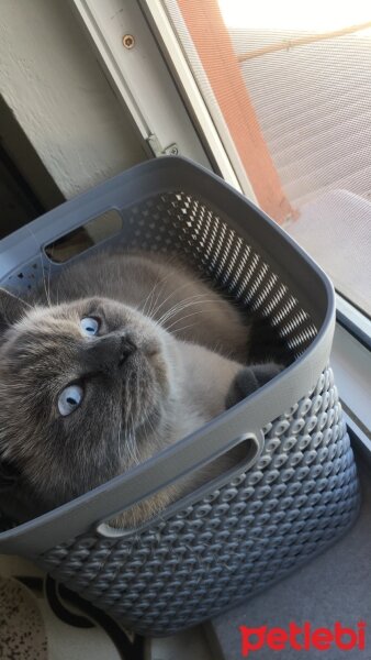 Scottish Fold, Kedi  Oscar fotoğrafı