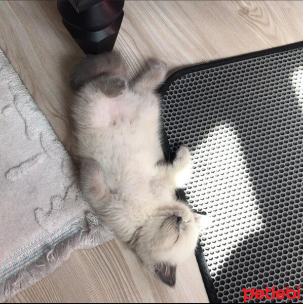 Scottish Fold, Kedi  Oscar fotoğrafı